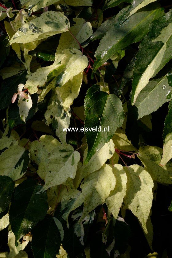 Acer crataegifolium 'Me-uri-no-ohfu'