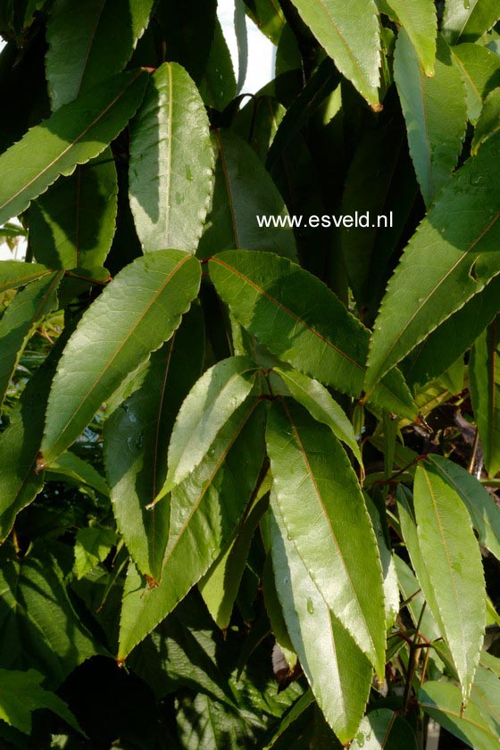 Acer fabri