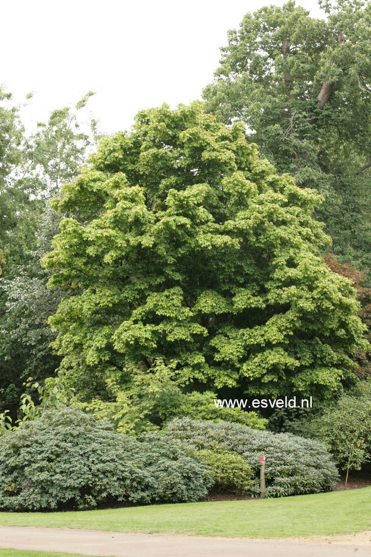 Acer hillieri 'Summergold'