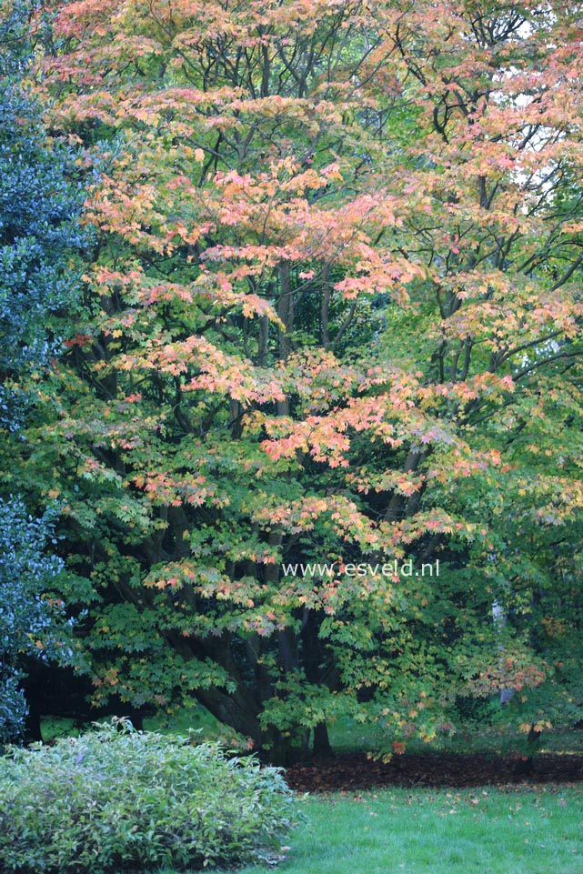 Acer japonicum