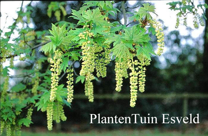 Acer macrophyllum