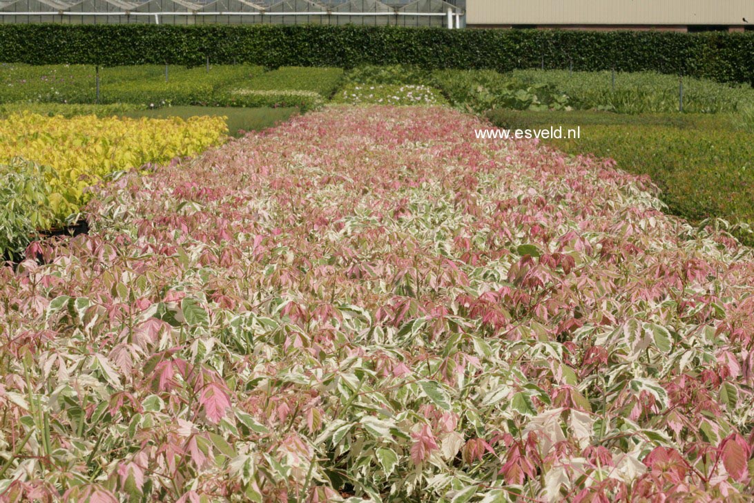 Acer negundo 'Flamingo'