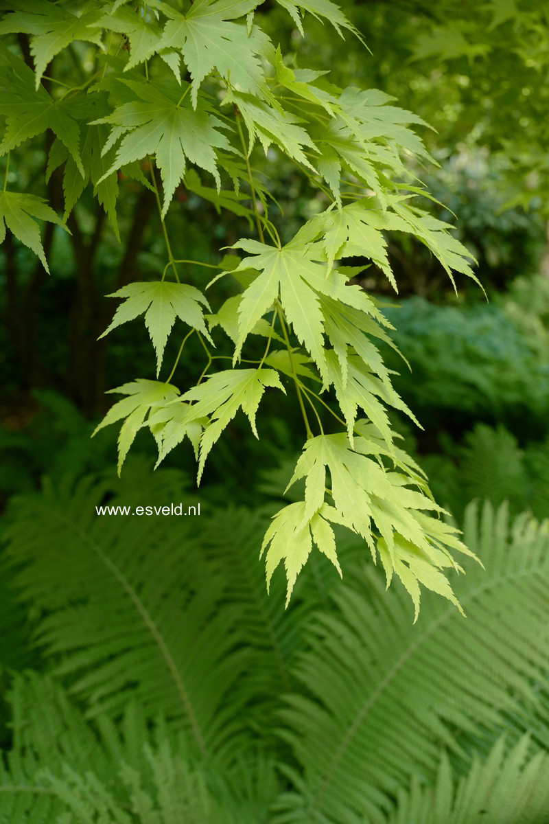Acer palmatum 'Aureum'