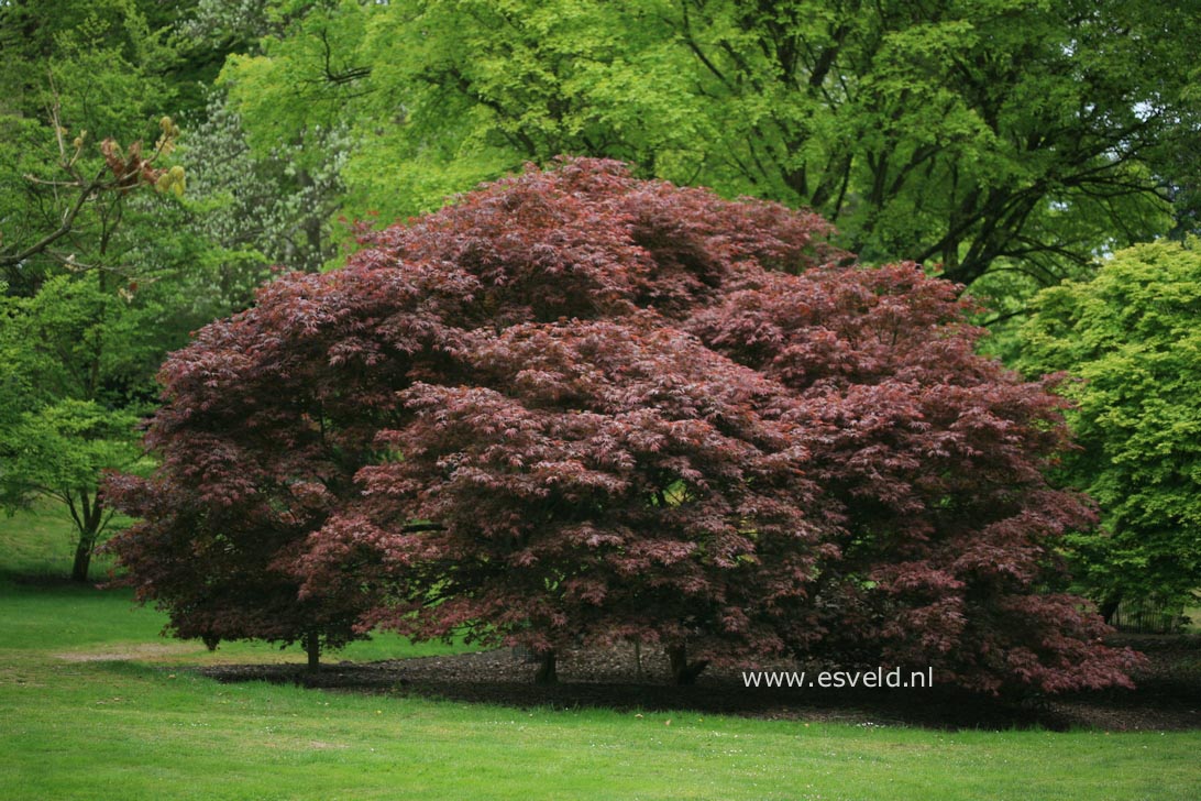 Acer palmatum 'Azuma-murasaki'