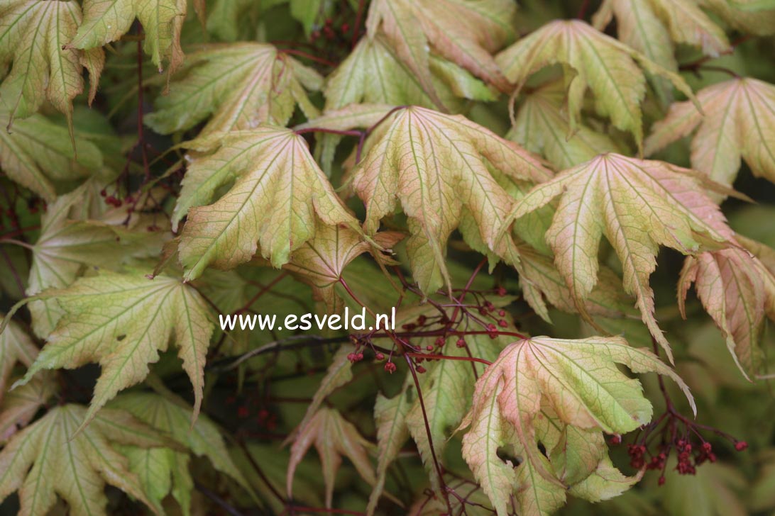 Acer palmatum 'Beni-shigatatsu-sawa'