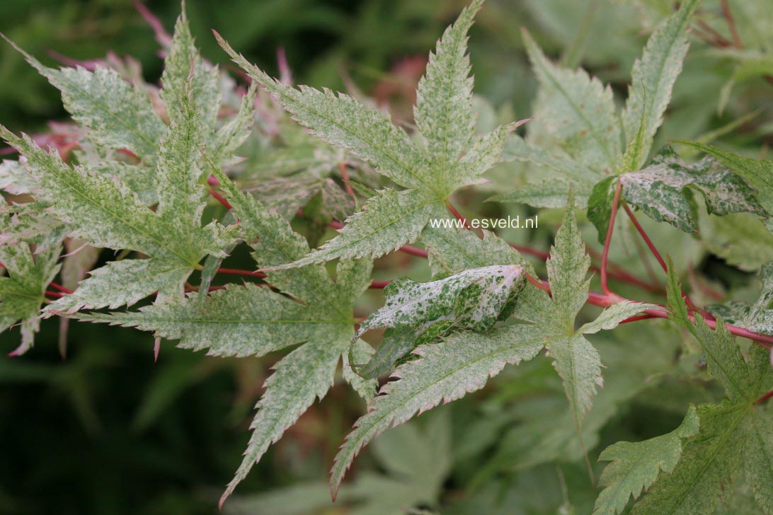 Acer palmatum 'Coral Pink'