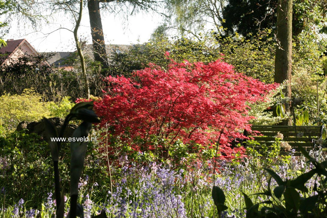 Acer palmatum 'De-shohjoh'
