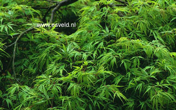 Acer palmatum 'Dissectum Paucum'