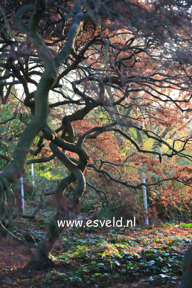 Acer palmatum 'Dissectum'