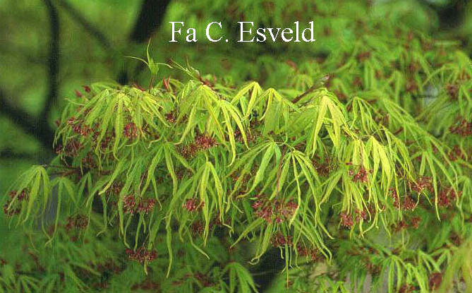 Acer palmatum 'Linearilobum'
