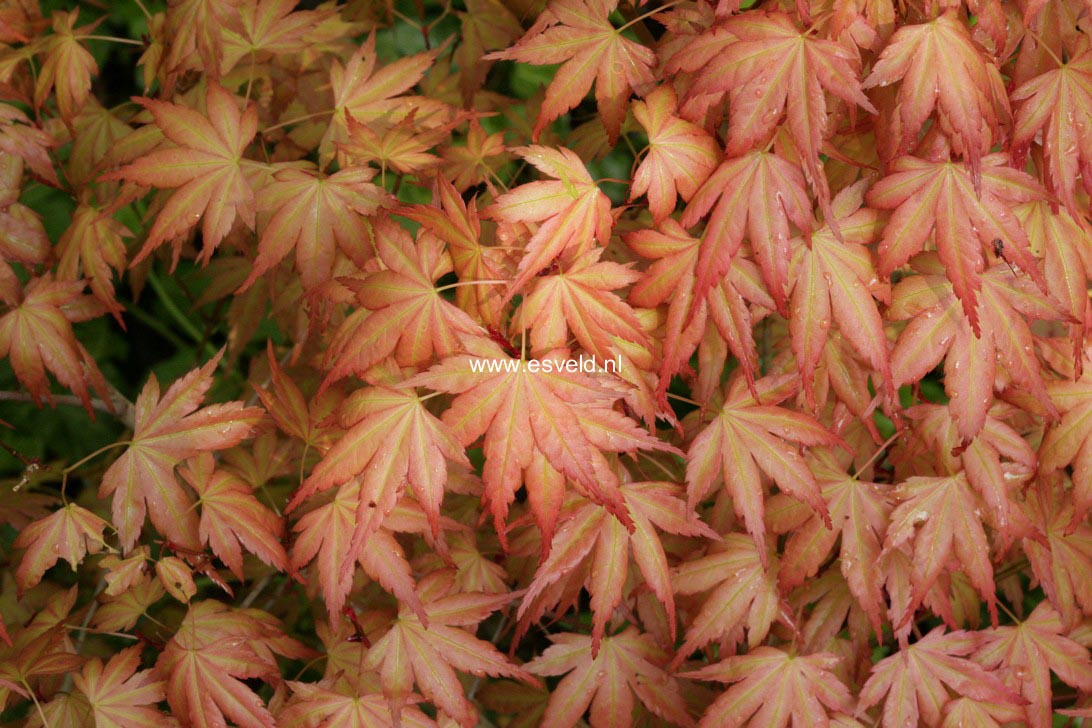 Acer palmatum 'Momoiro-koyasan'