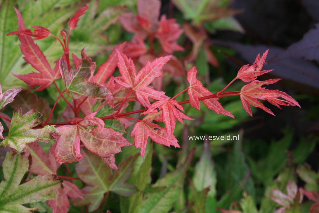Acer palmatum 'Naniwa-beni'