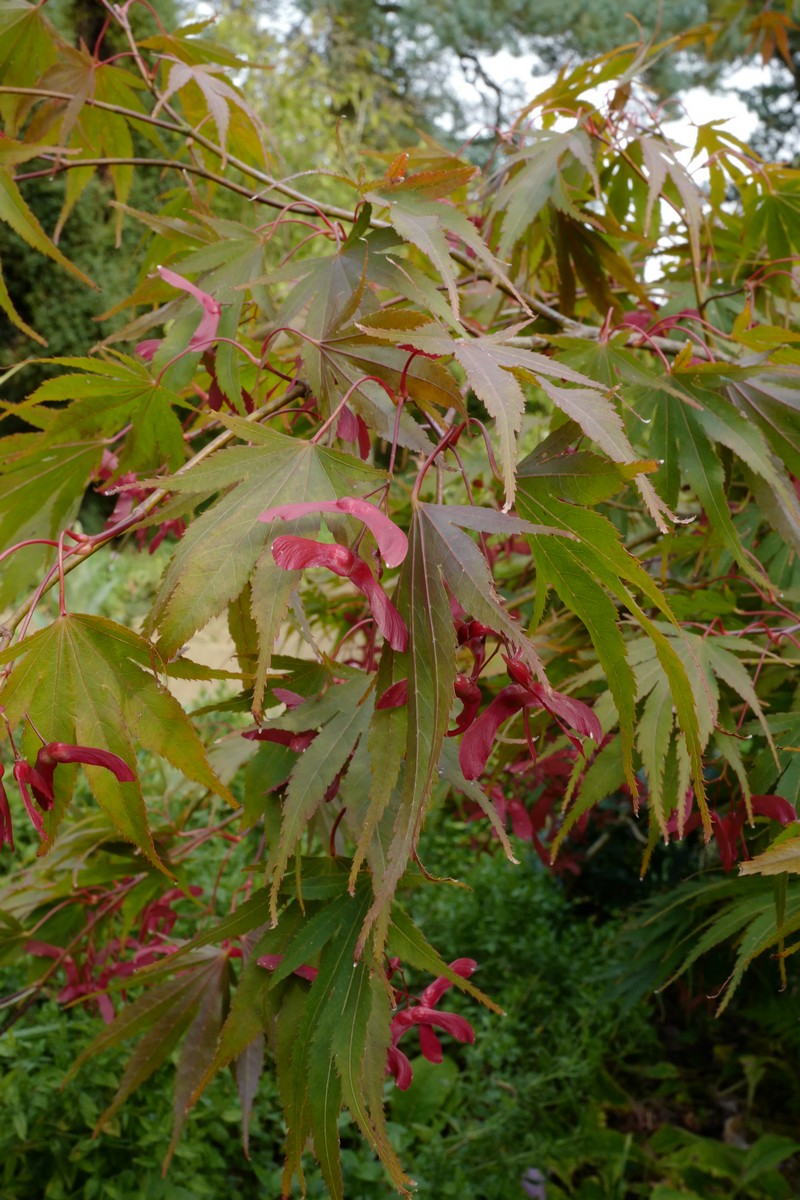 Acer palmatum 'Nicholsonii'