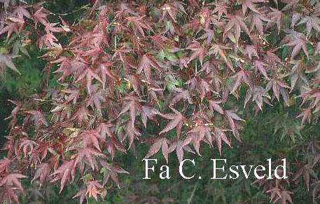 Acer palmatum 'Nishiki-gawa'