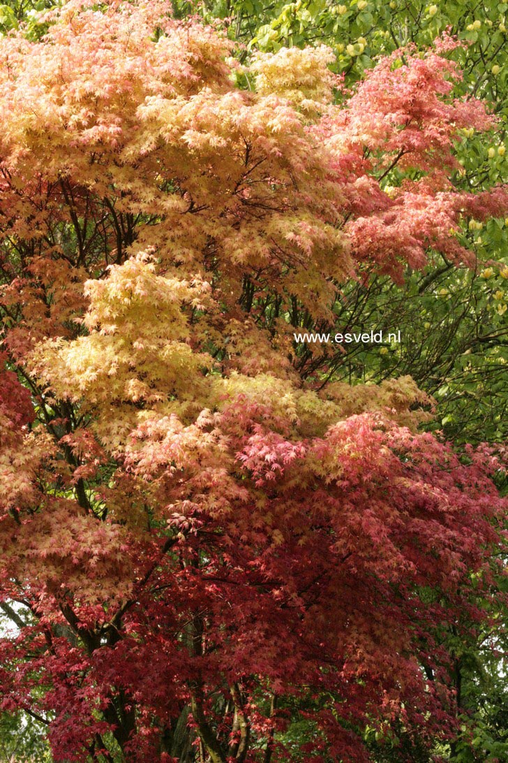 Acer palmatum 'Otome-zakura'