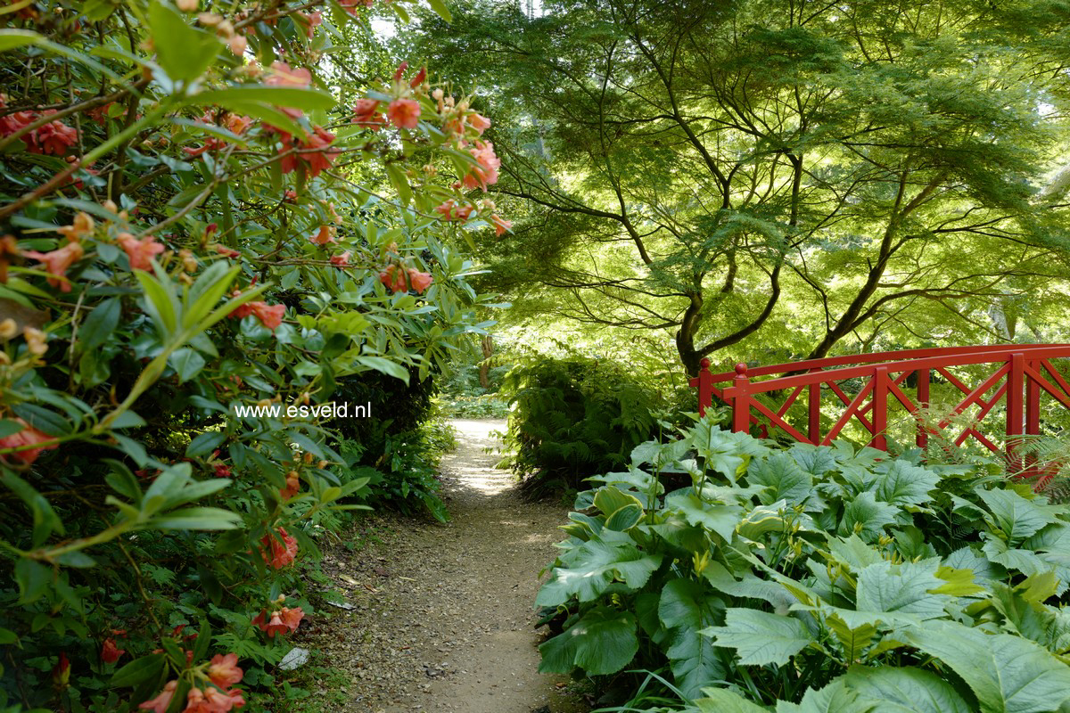 Acer palmatum 'Seiryu'