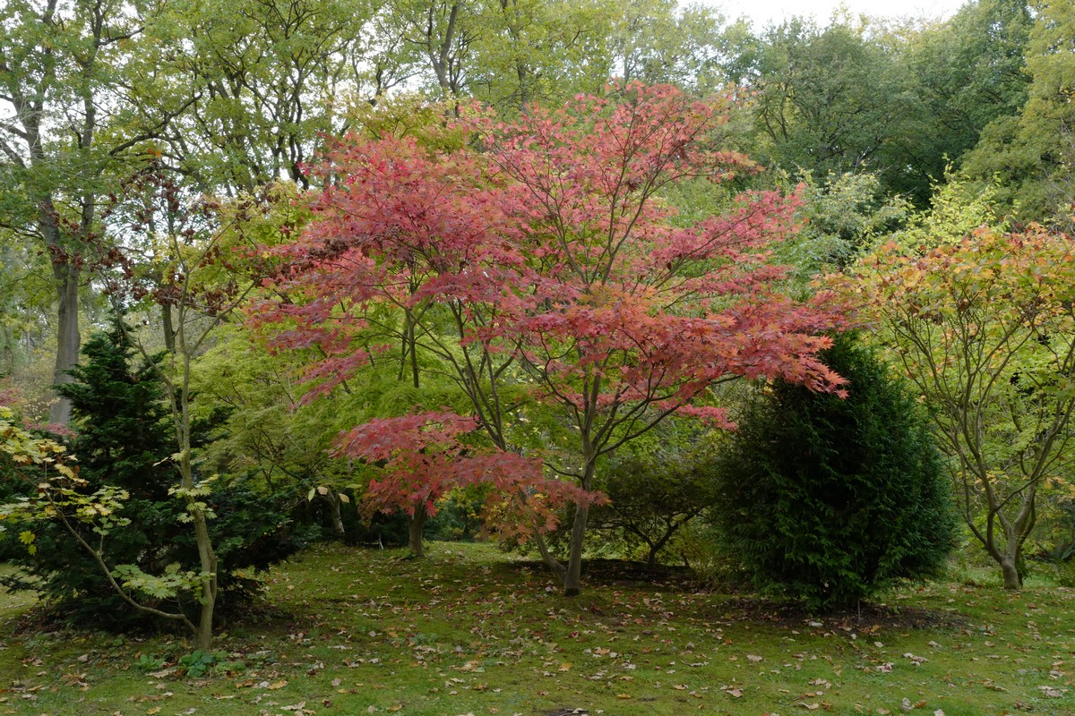 Acer palmatum 'Tsukubane'