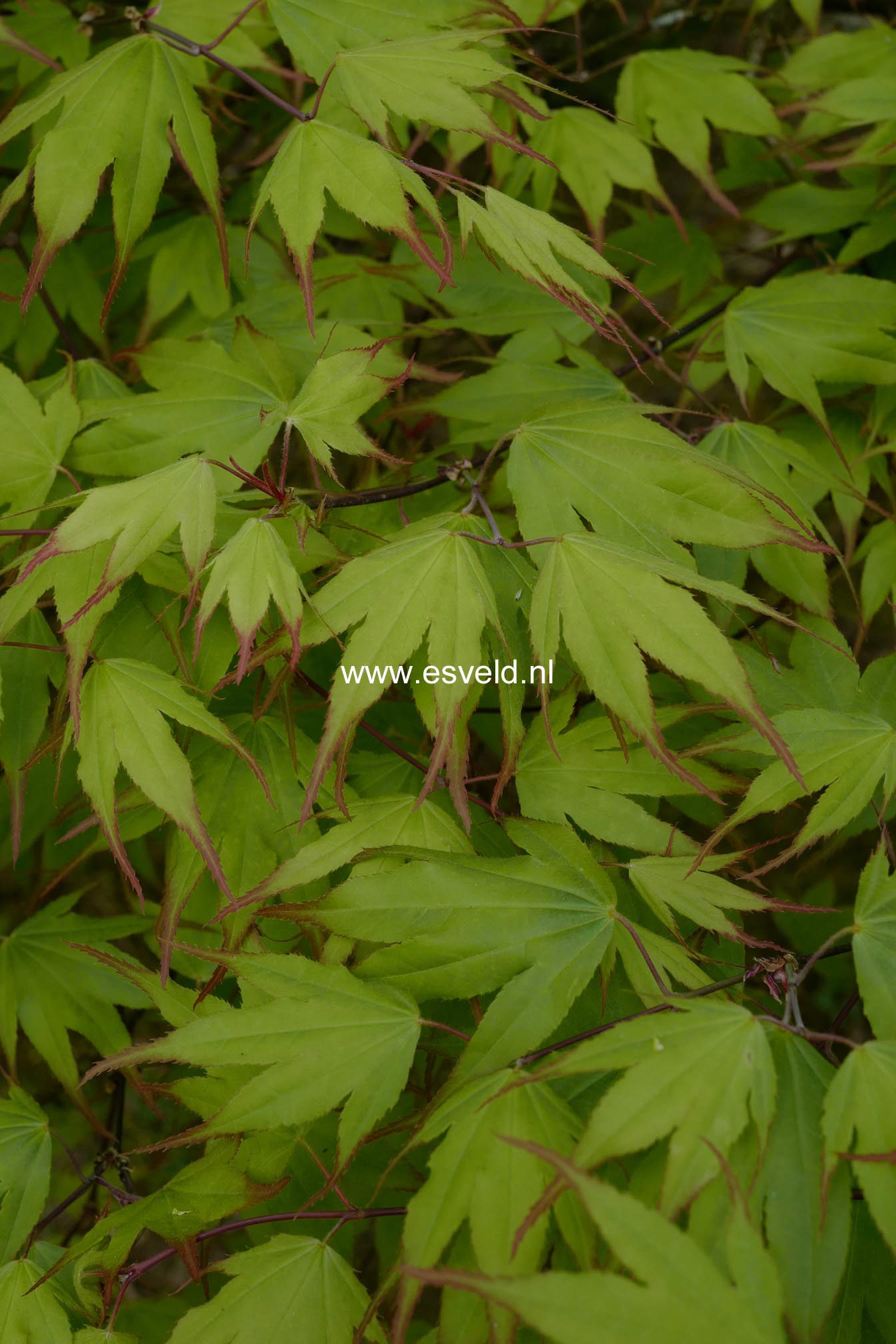 Acer palmatum 'Tsuma-gaki'