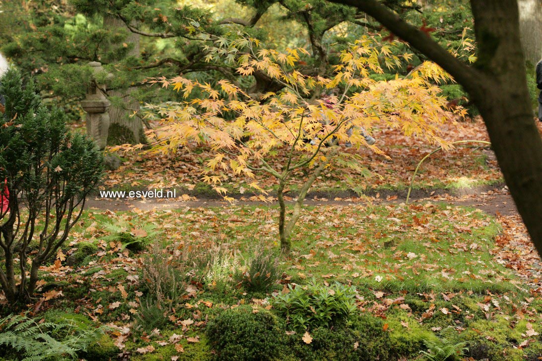Acer palmatum 'Westonbirt Spreading Star'