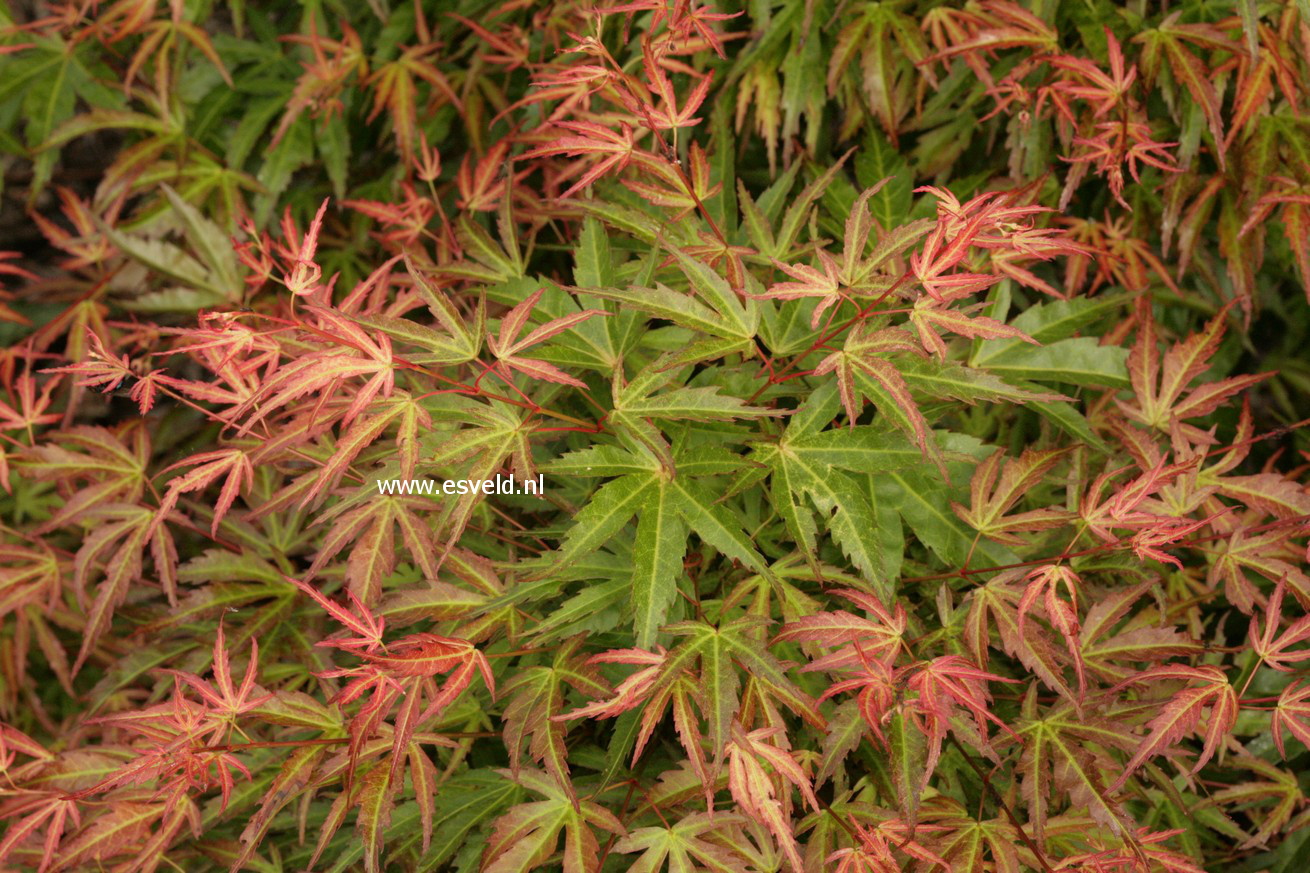 Acer palmatum 'Wilson's Pink Dwarf'