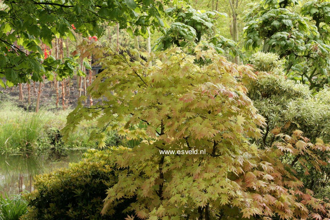 Acer shirasawanum 'Autumn Moon'