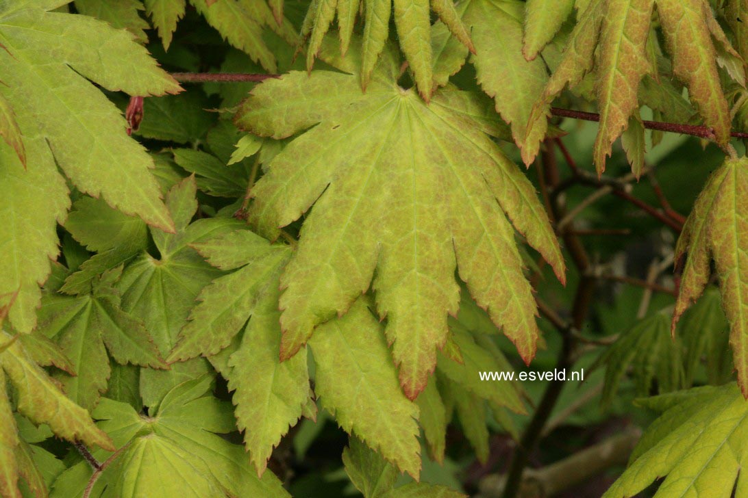 Acer sieboldianum