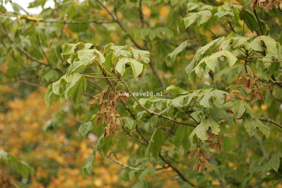 Acer sterculiaceum
