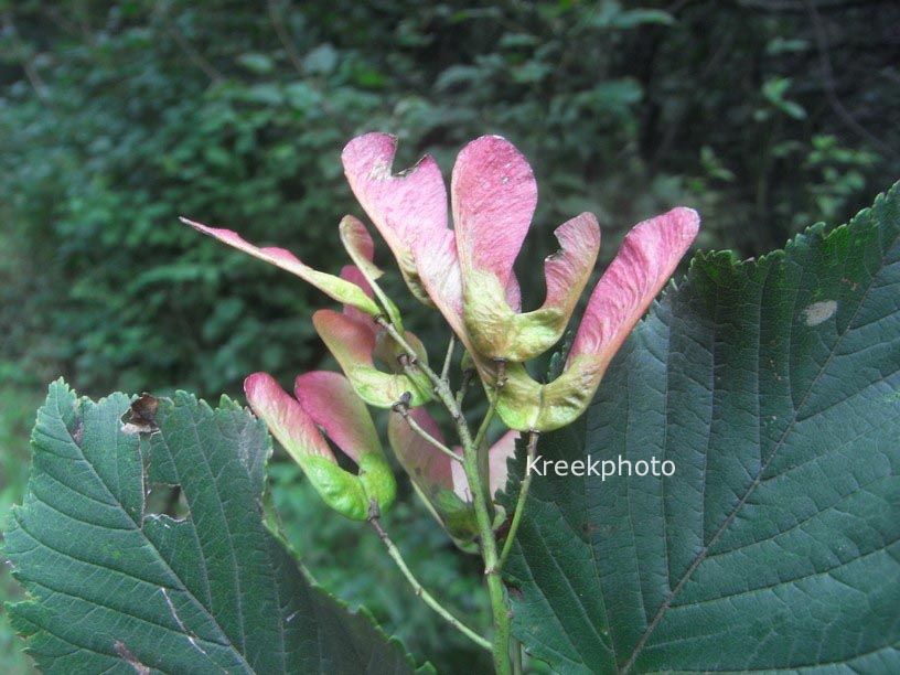 Acer tataricum
