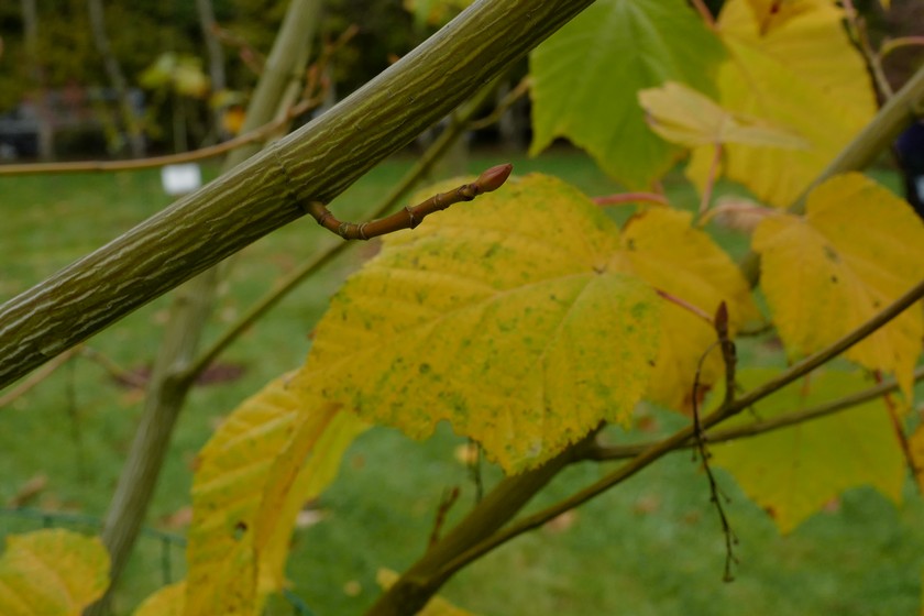 Acer tegmentosum 'White Tigress'