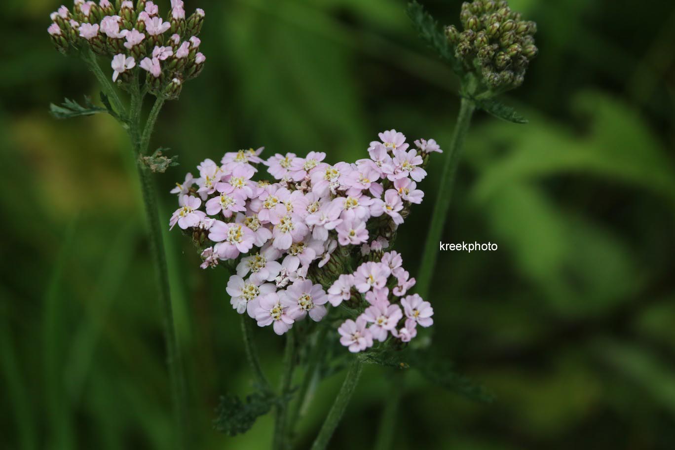 Achillea millefolium