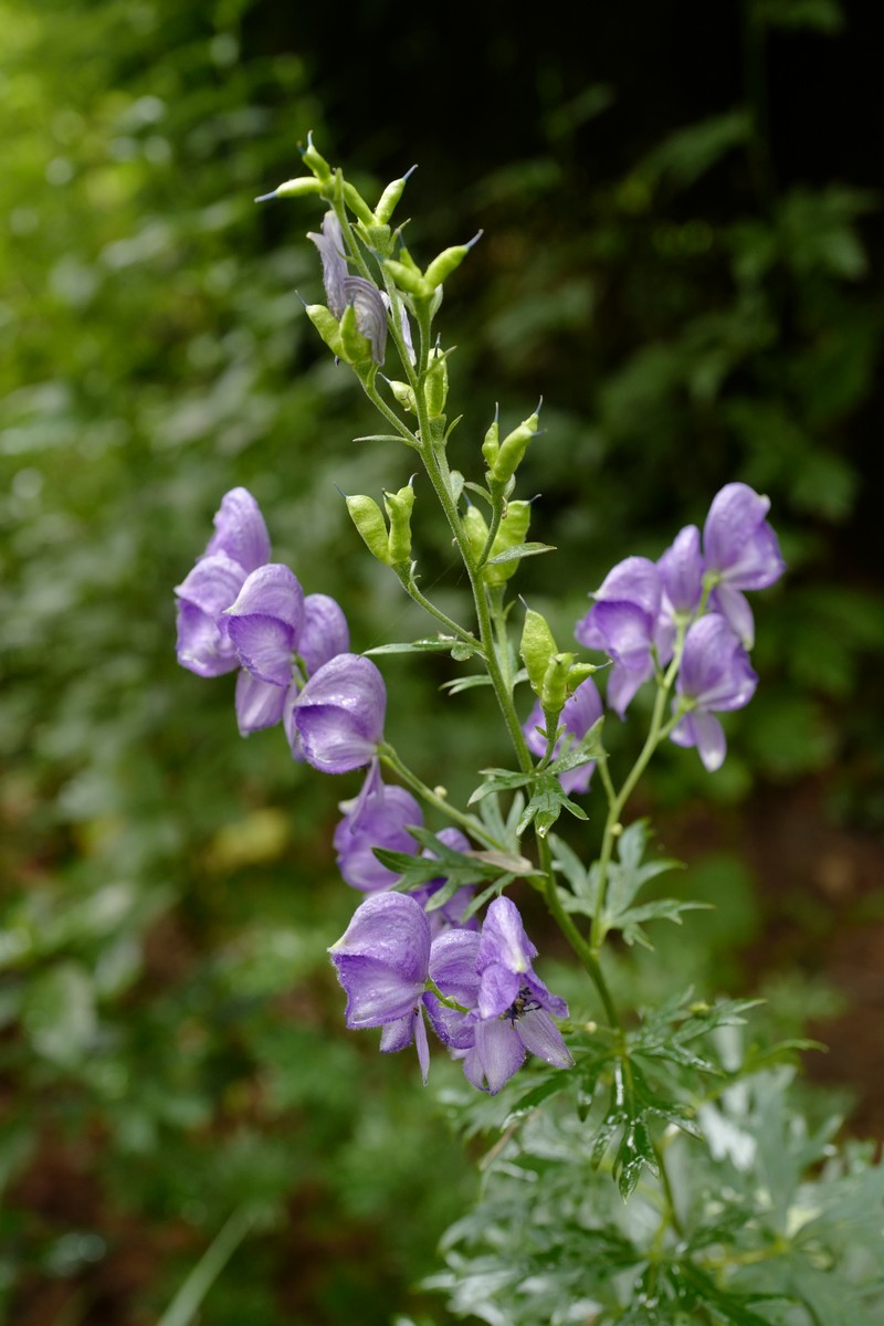 Aconitum napellus