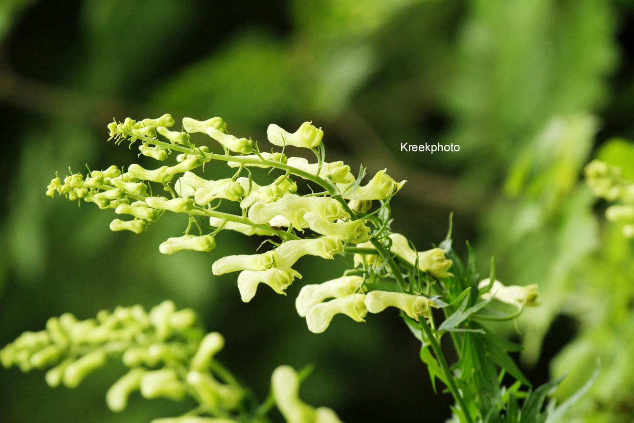 Aconitum vulparia