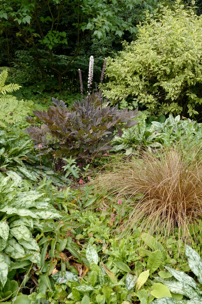 Actaea simplex 'Brunette'