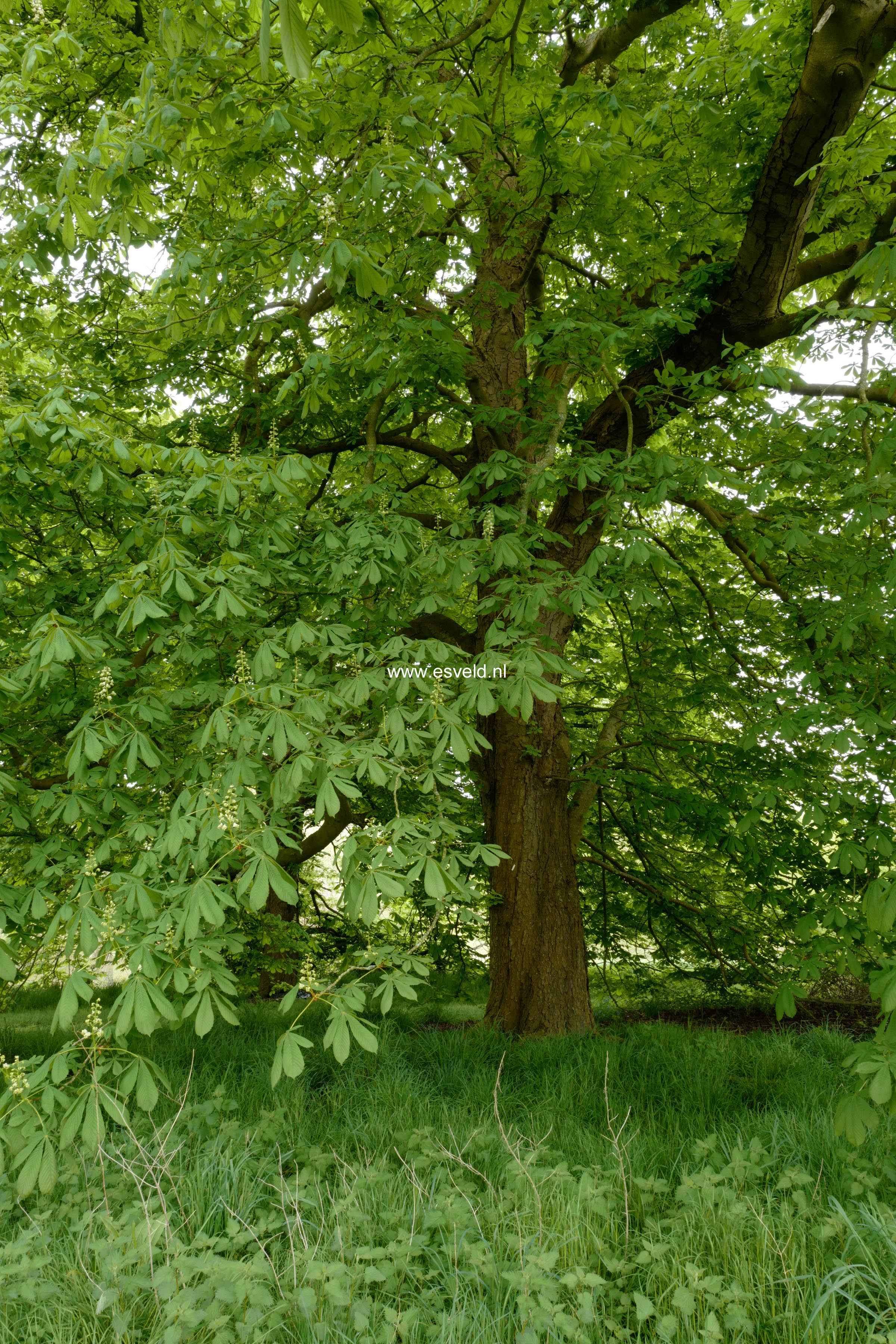 Aesculus hippocastanum