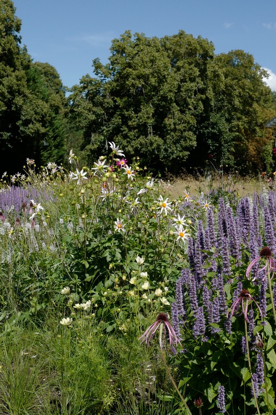 Agastache 'Black Adder'