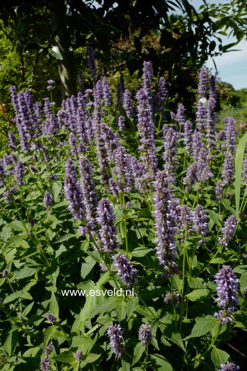 Agastache 'Blue Fortune'