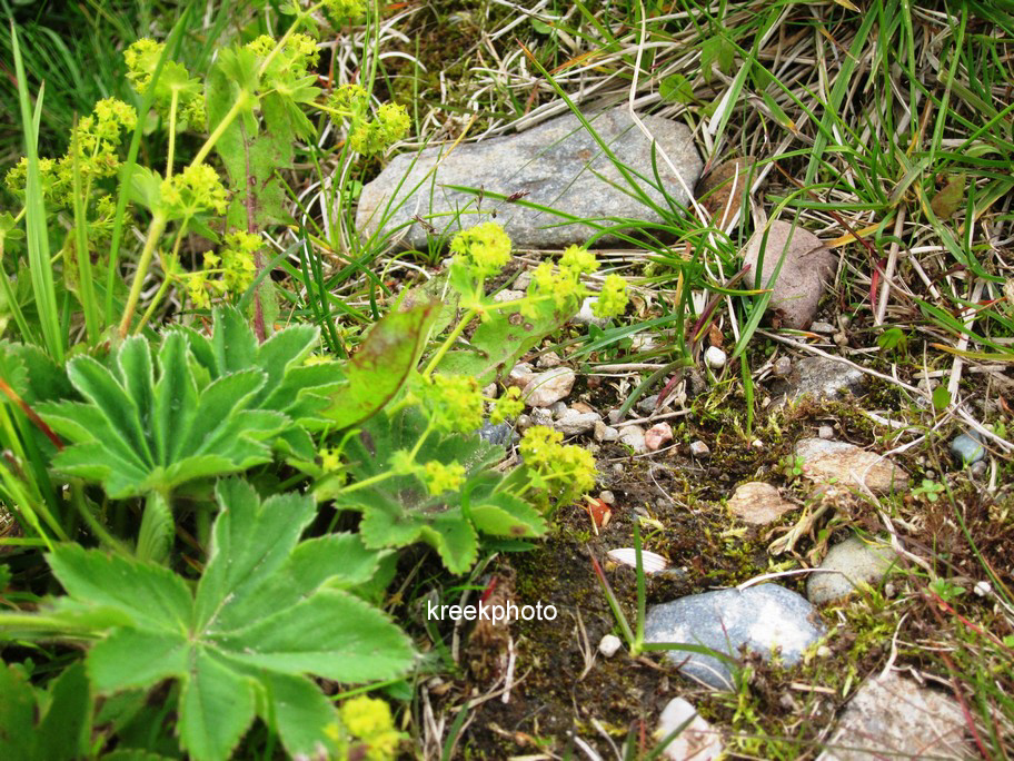 Alchemilla vulgaris