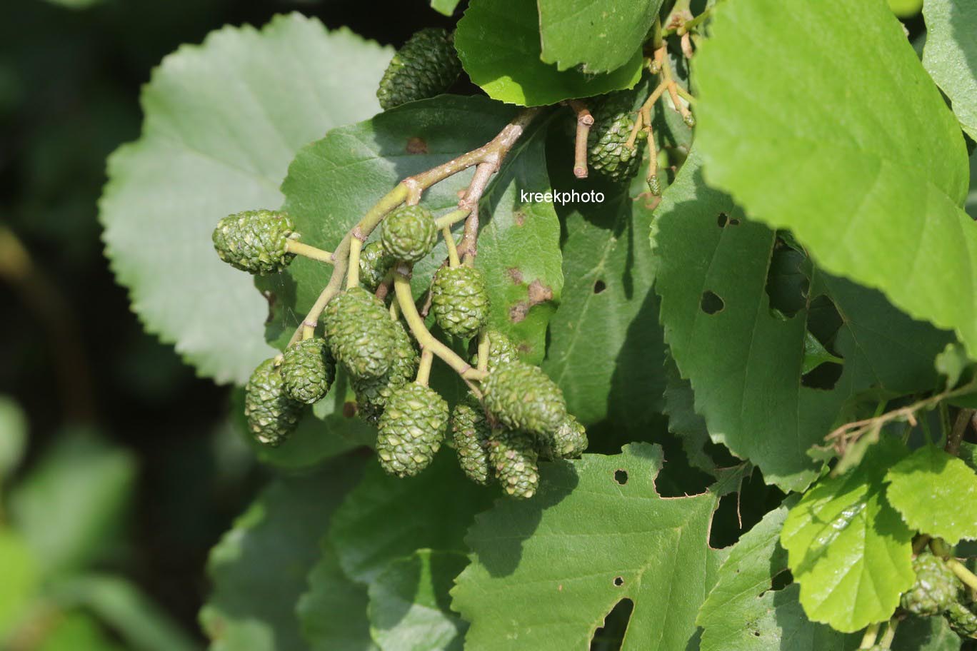 Alnus glutinosa