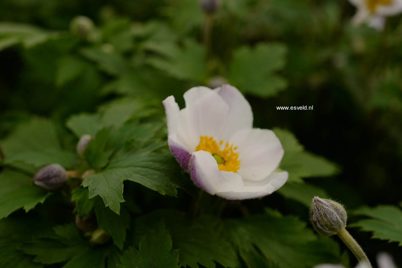 Anemone hybrida 'Wild Swan'