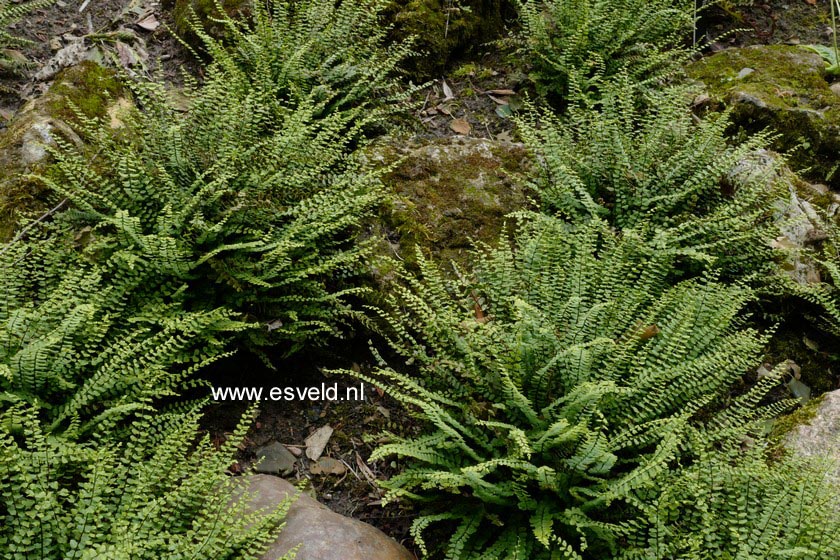 Asplenium trichomanes