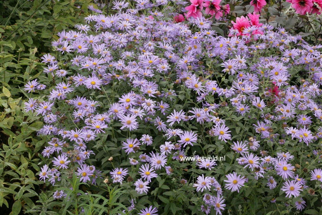 Aster frikartii 'Moench'
