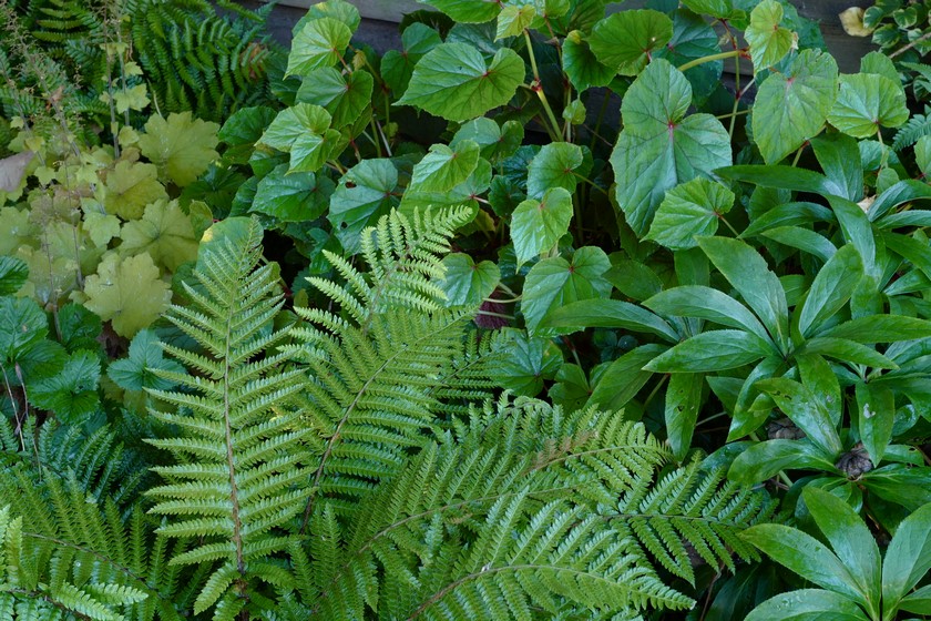 Begonia grandis