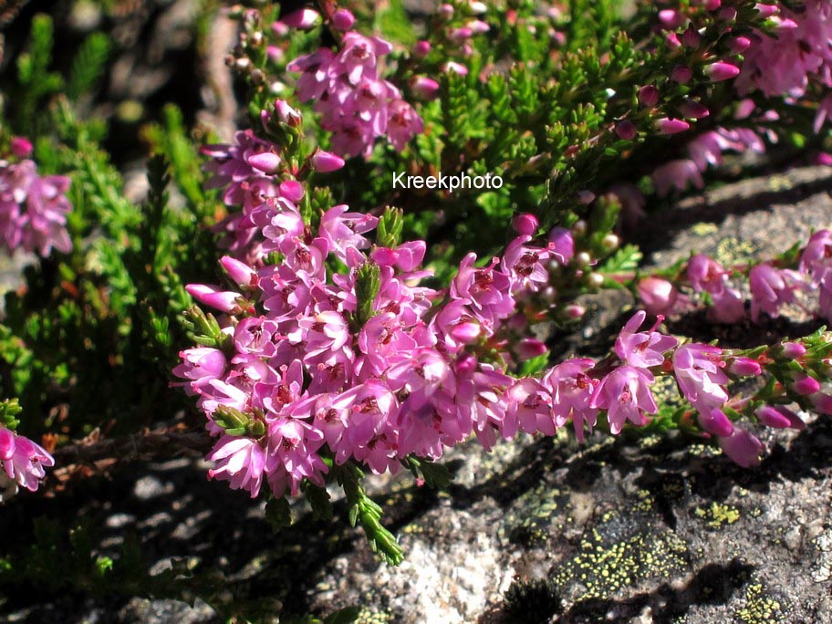 Calluna vulgaris