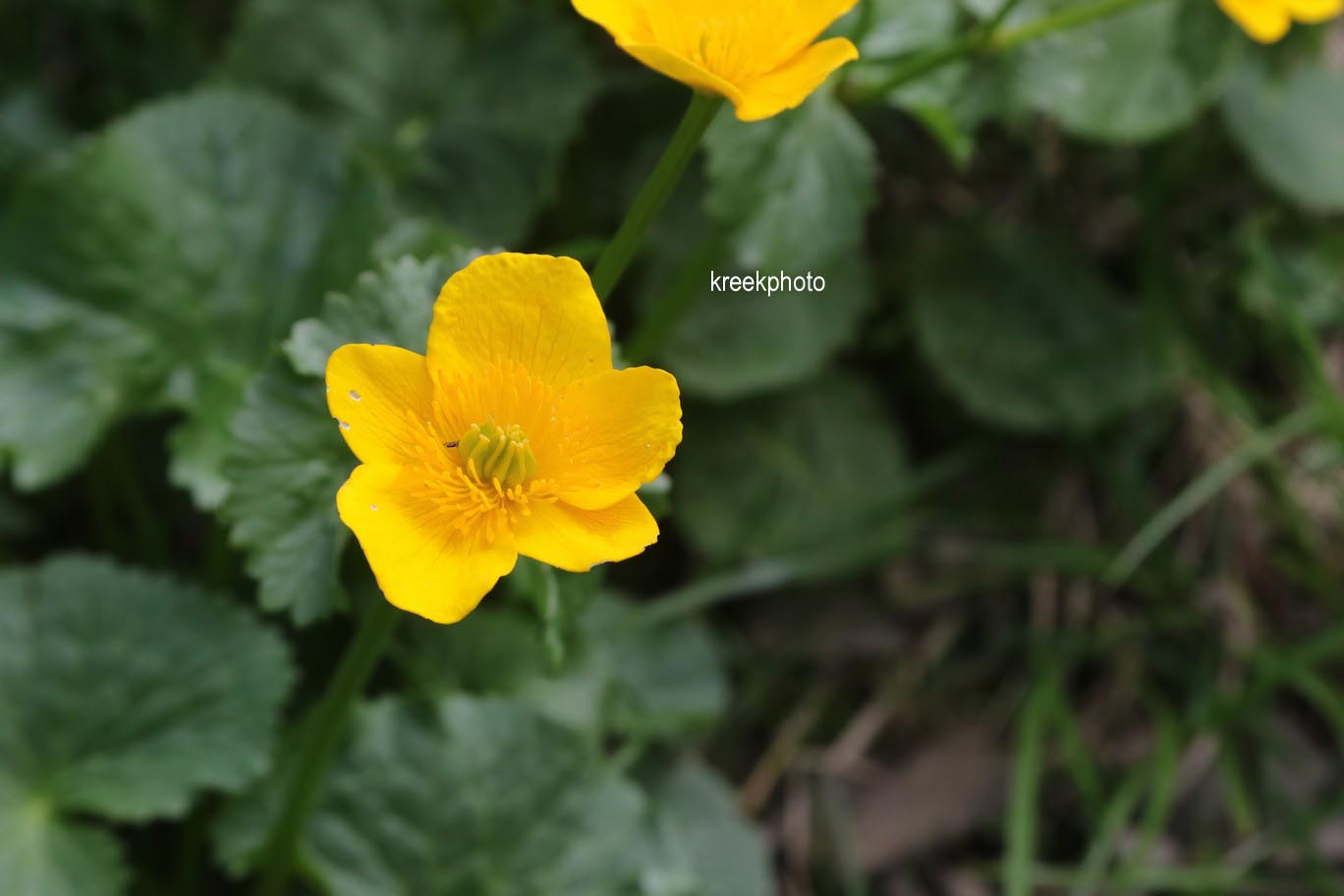 Caltha palustris