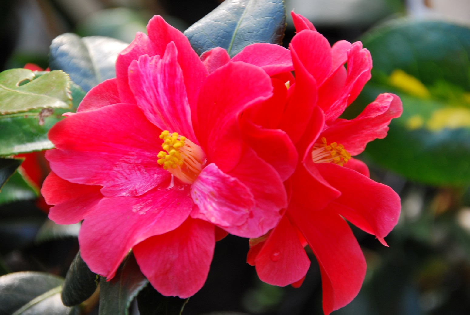 Camellia 'Freedom Bell'