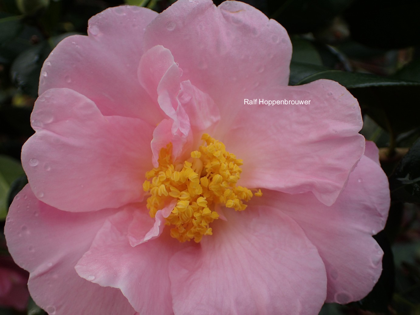 Camellia 'Pink Icicle'