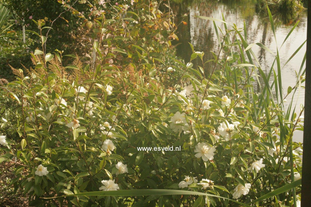 Camellia 'Snow Flurry'