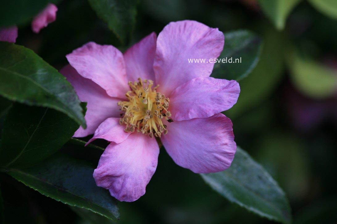 Camellia 'Winter's Star'