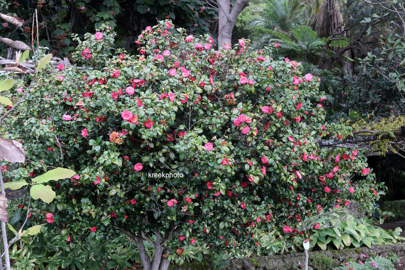 Camellia japonica