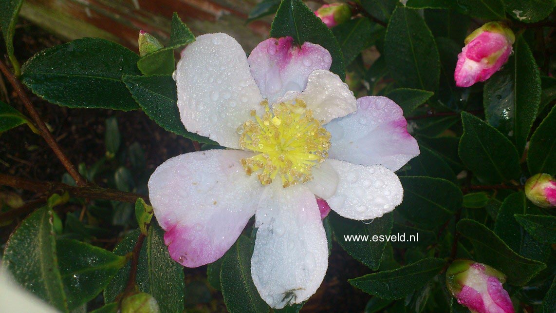 Camellia sasanqua 'Rainbow'